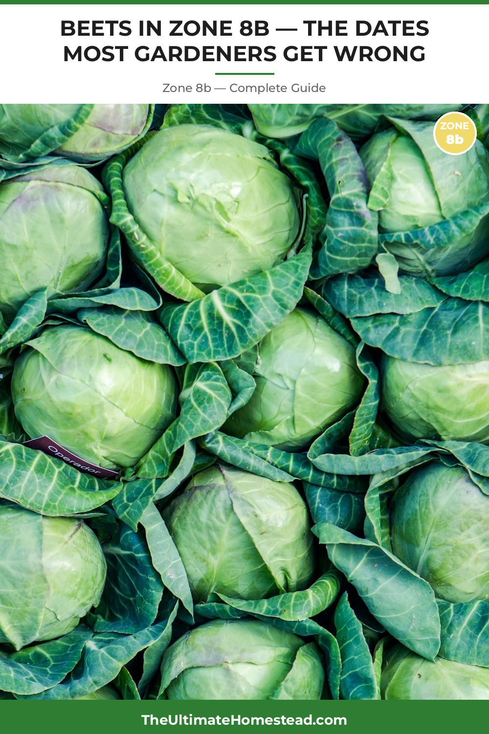 When to Plant Beets in Zone 8b