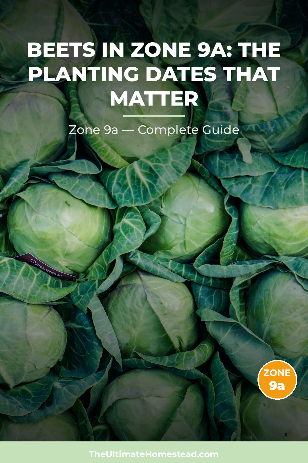 When to Plant Beets in Zone 9a