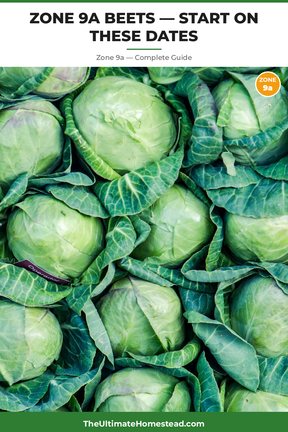 When to Plant Beets in Zone 9a