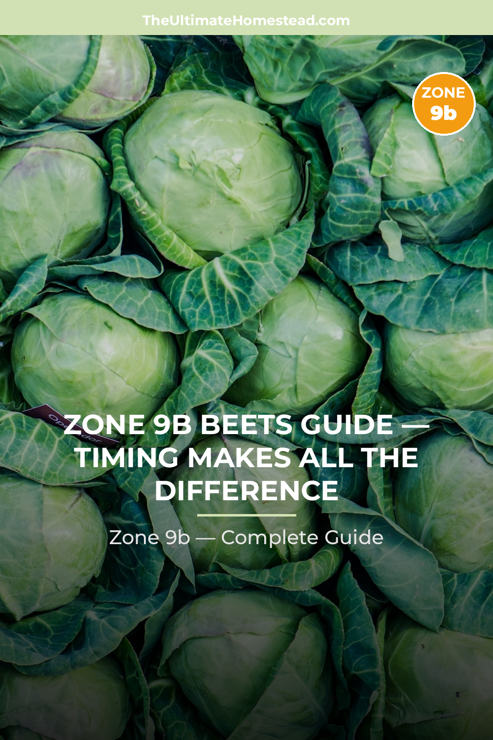 When to Plant Beets in Zone 9b