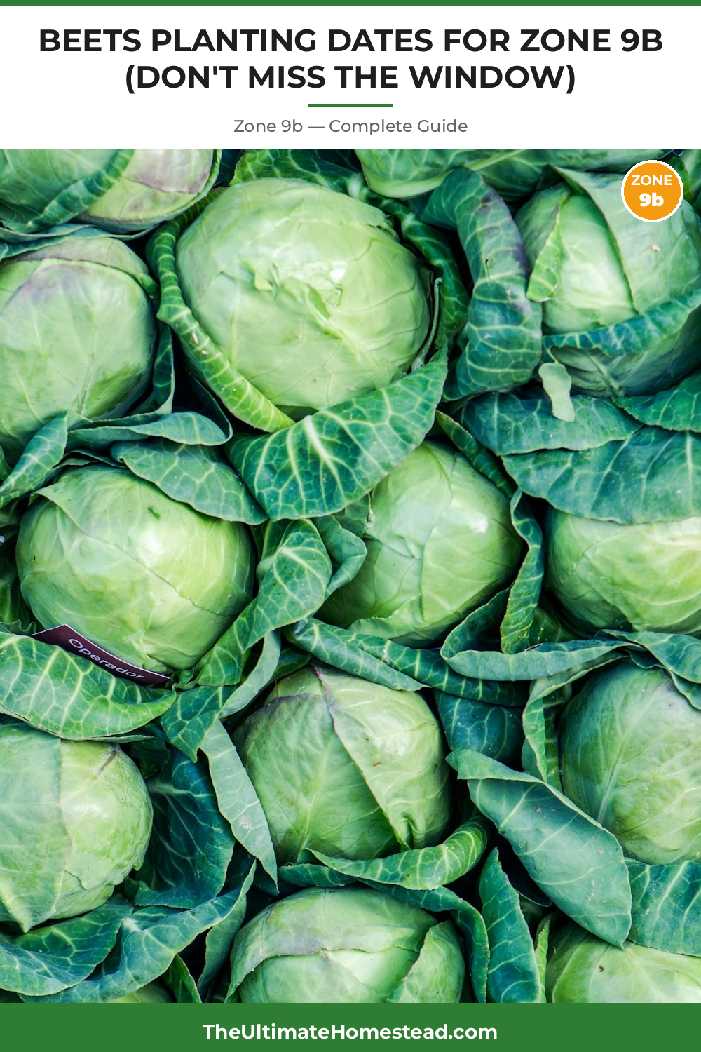 When to Plant Beets in Zone 9b