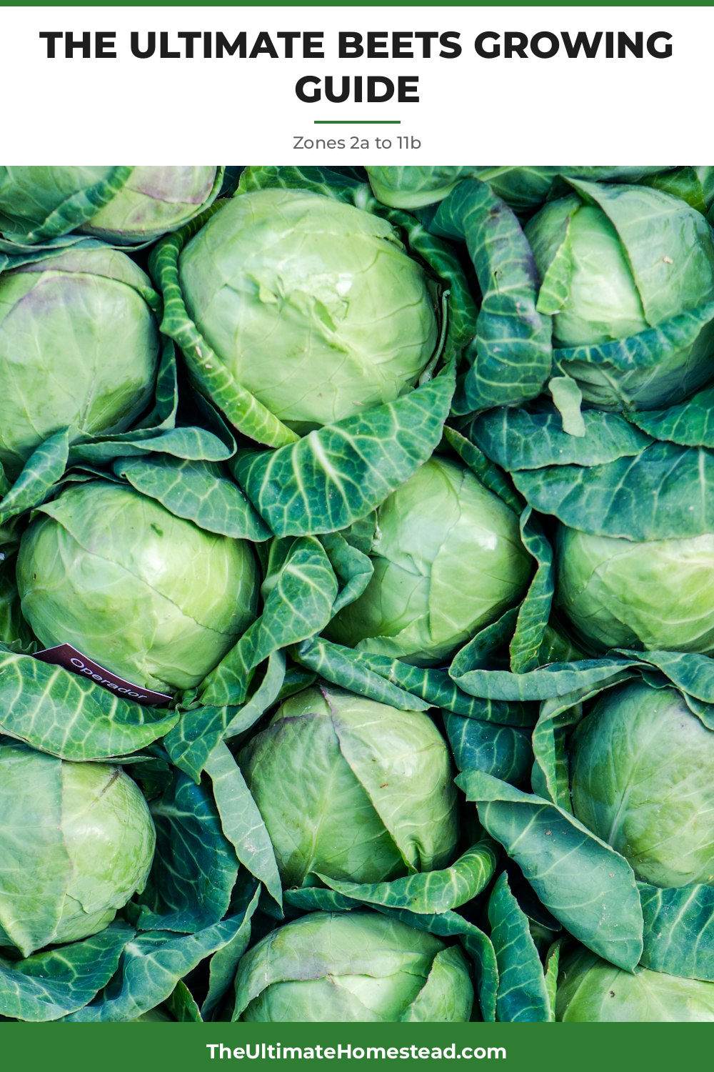 Beets Planting Guide