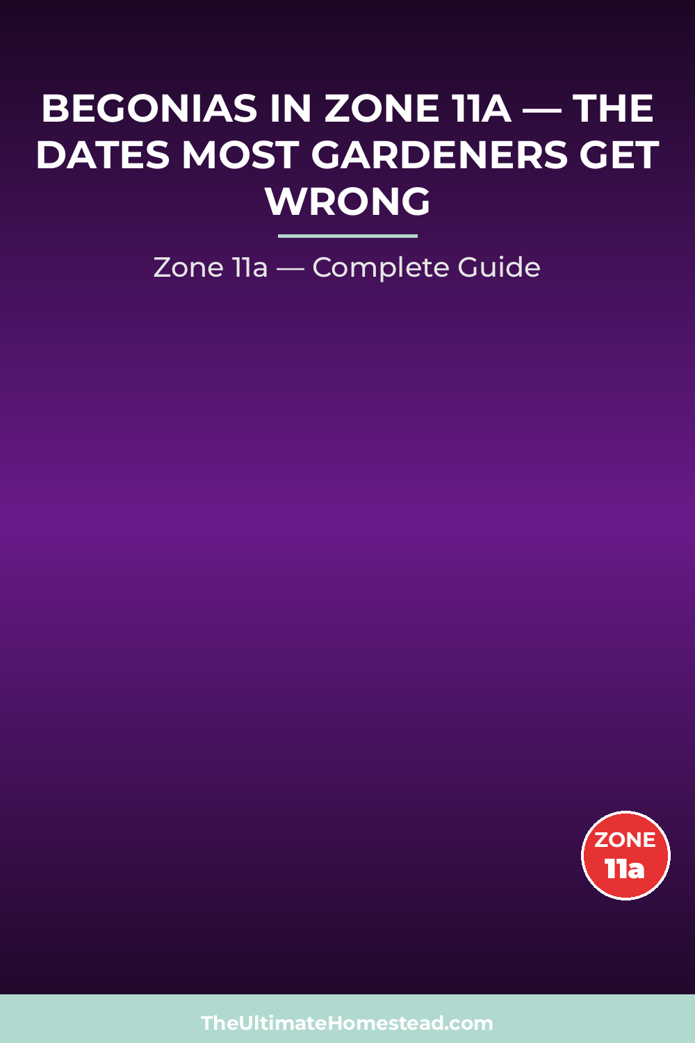 When to Plant Begonias in Zone 11a
