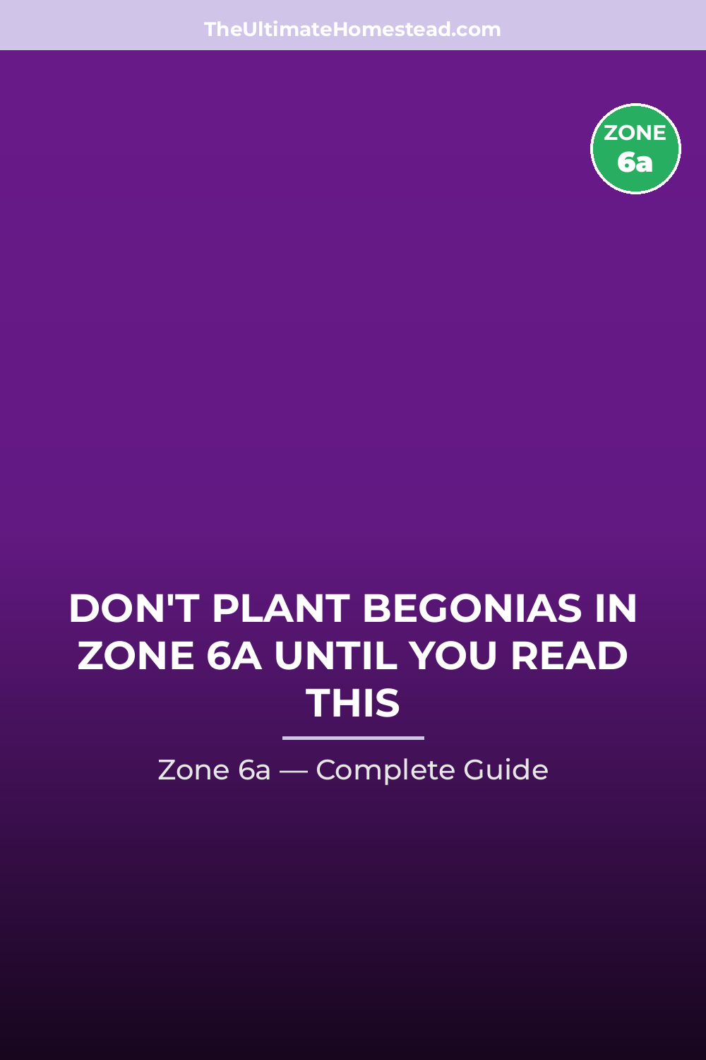 When to Plant Begonias in Zone 6a