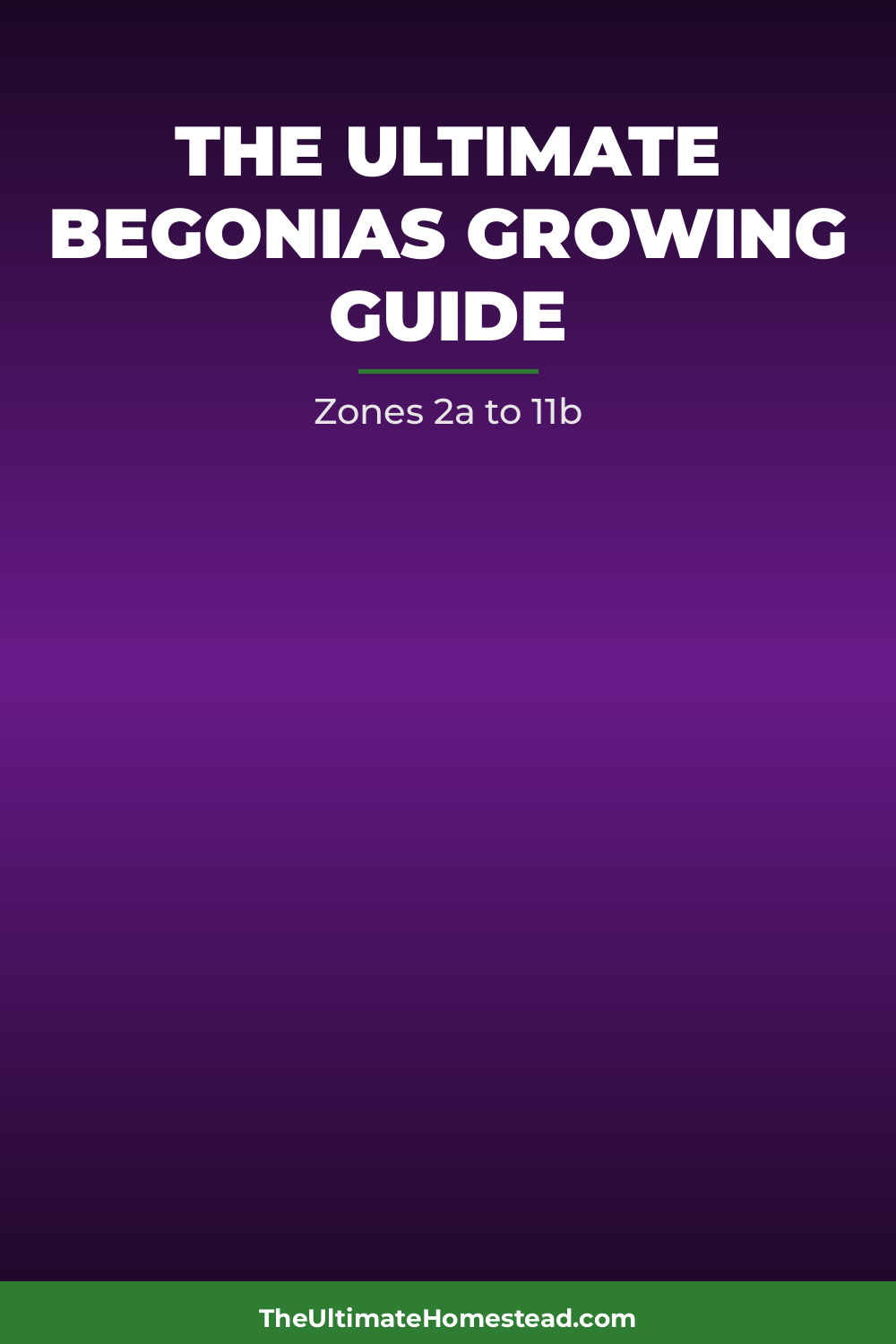 Begonias Planting Guide