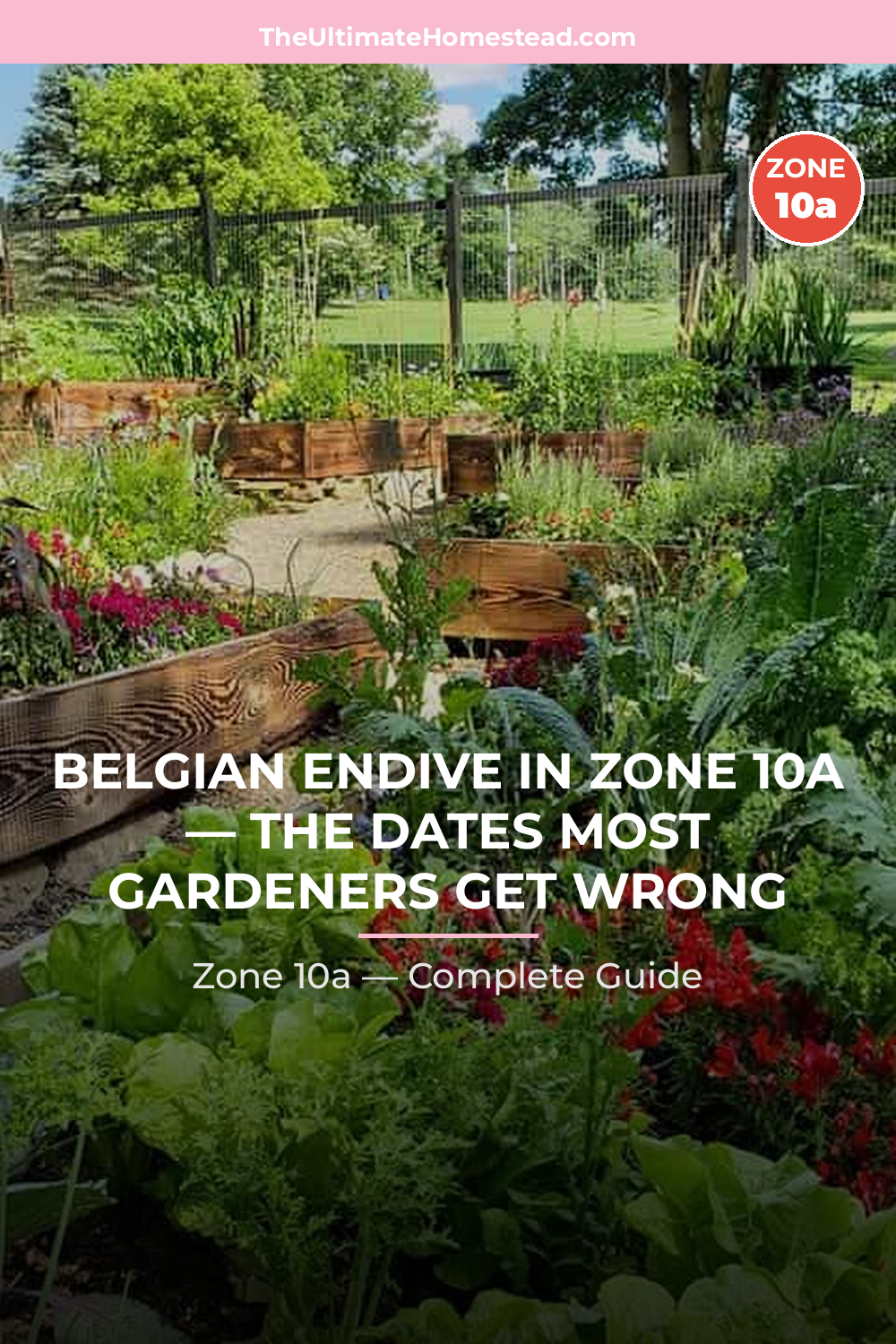 When to Plant Belgian Endive in Zone 10a