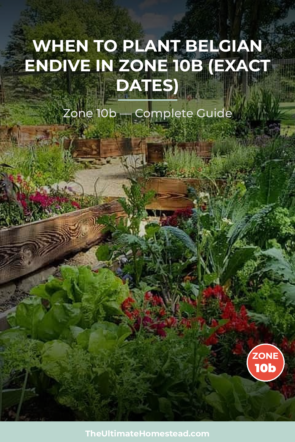 When to Plant Belgian Endive in Zone 10b