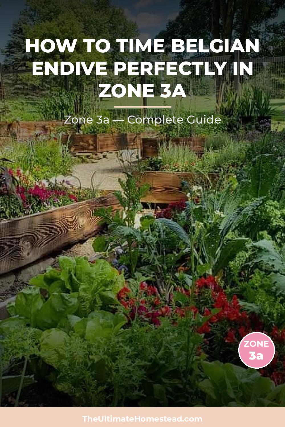 When to Plant Belgian Endive in Zone 3a