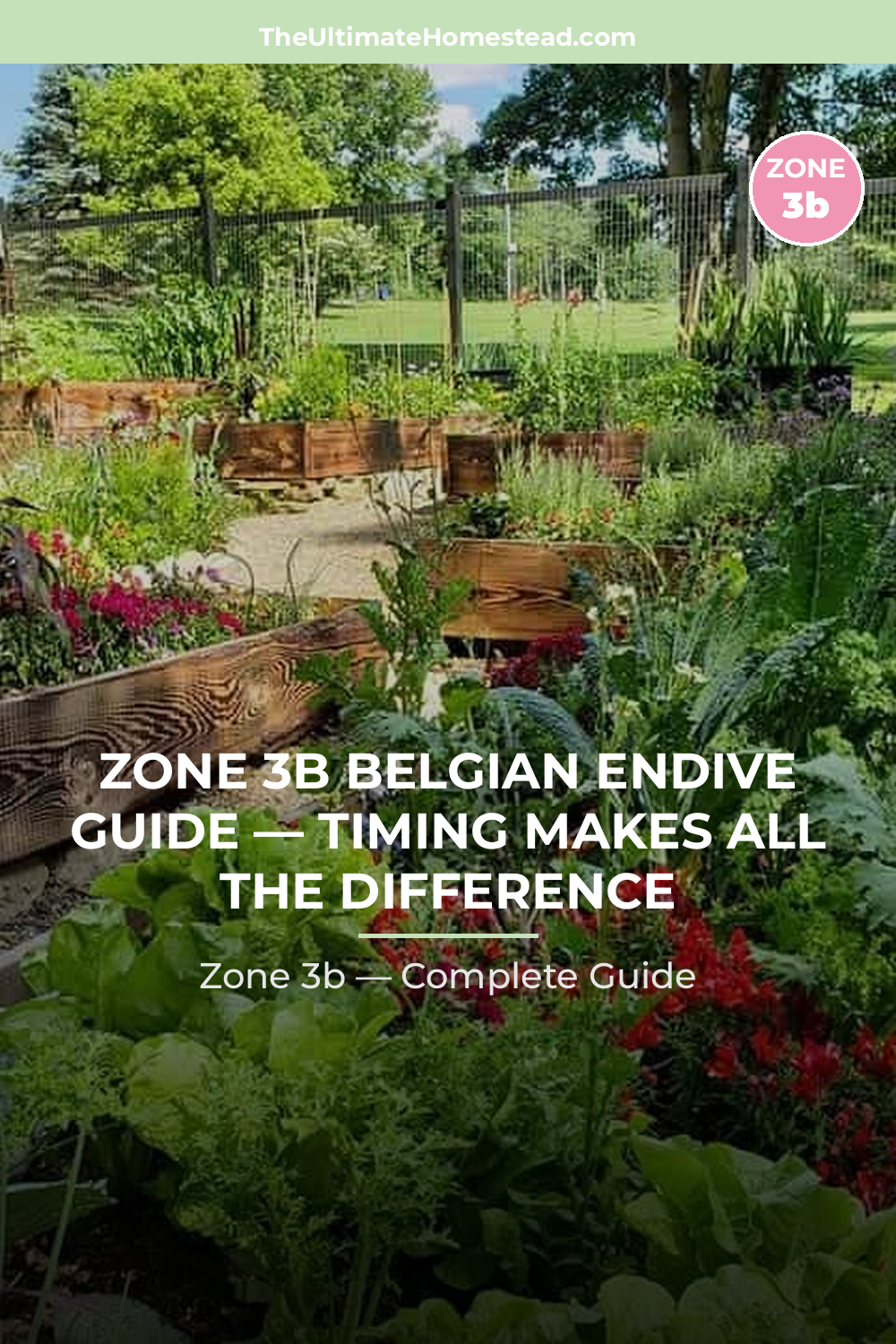When to Plant Belgian Endive in Zone 3b