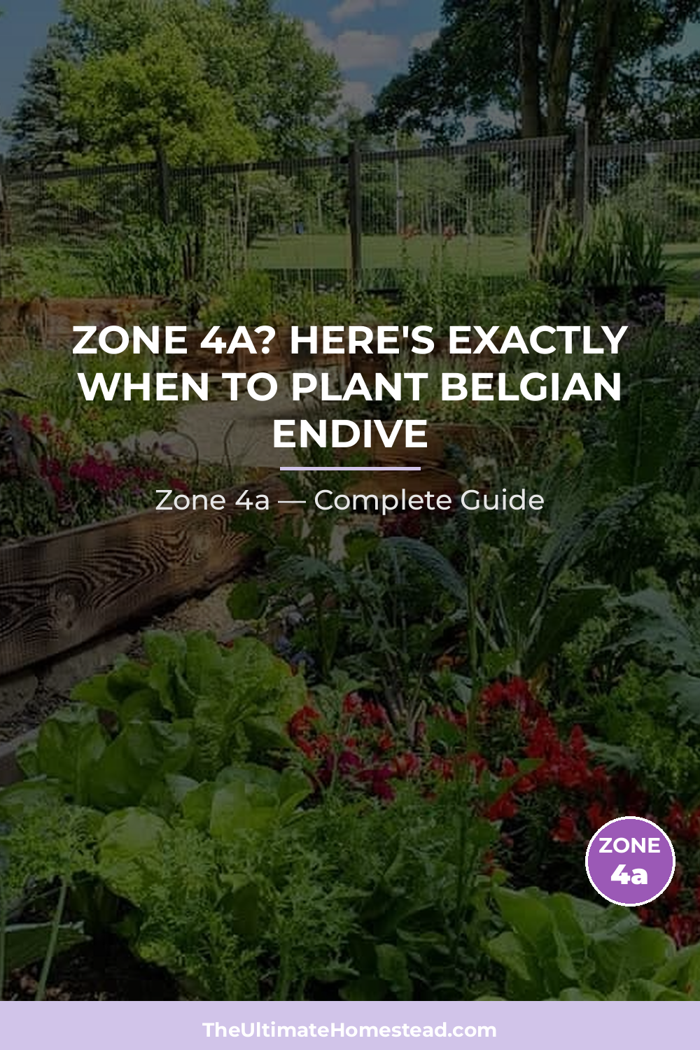 When to Plant Belgian Endive in Zone 4a