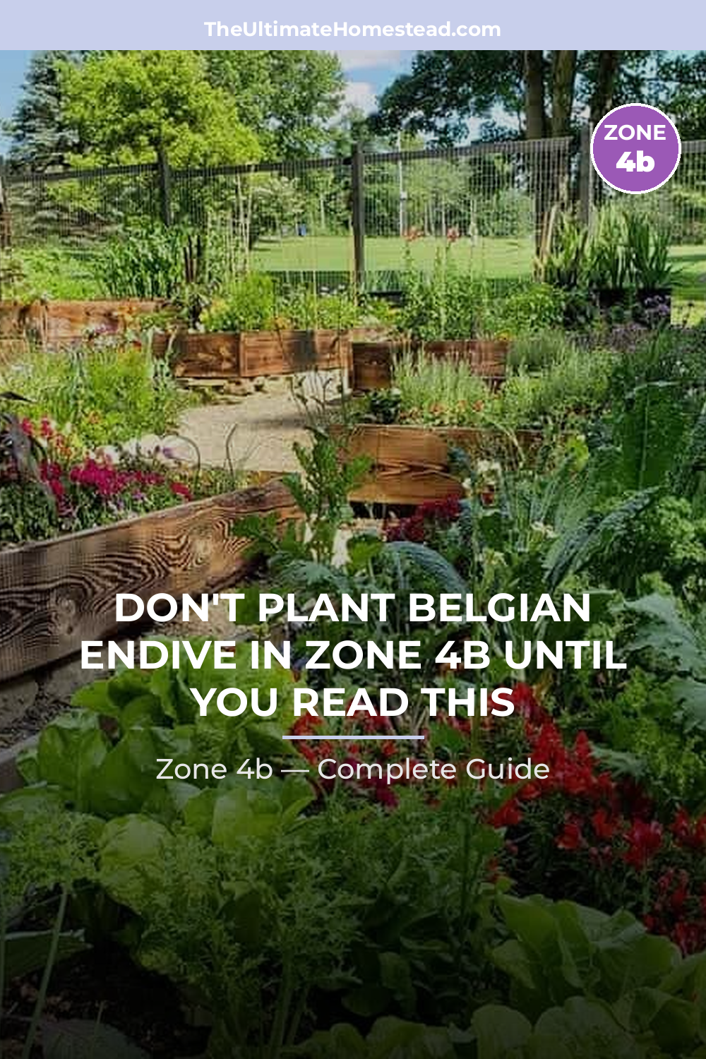 When to Plant Belgian Endive in Zone 4b