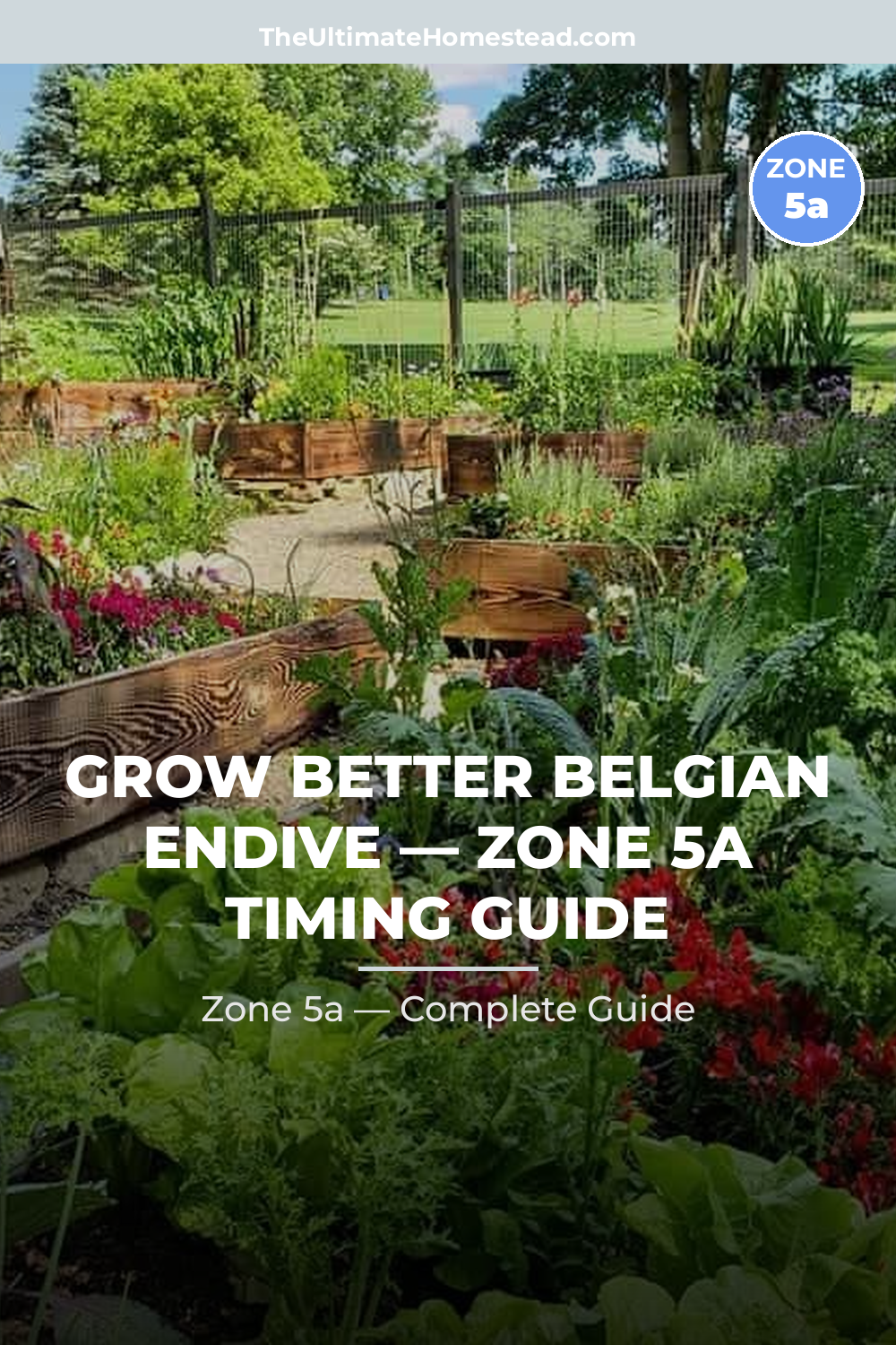 When to Plant Belgian Endive in Zone 5a
