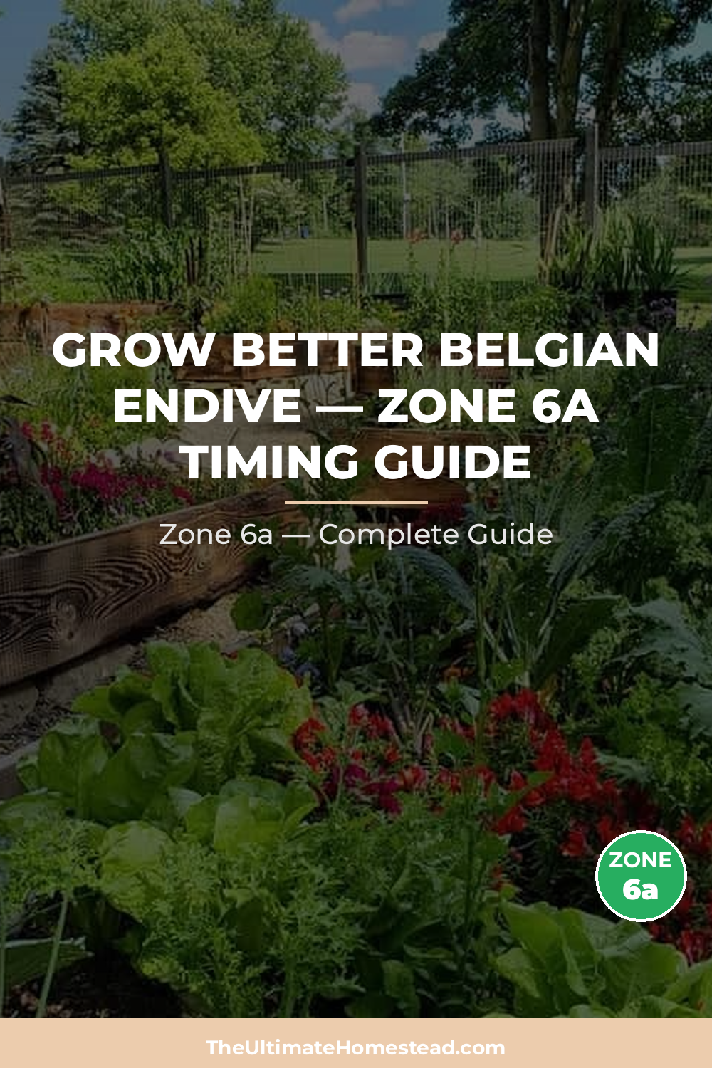 When to Plant Belgian Endive in Zone 6a