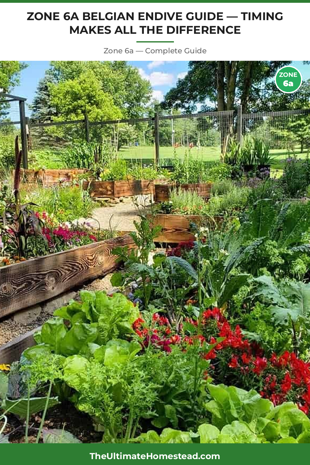 When to Plant Belgian Endive in Zone 6a