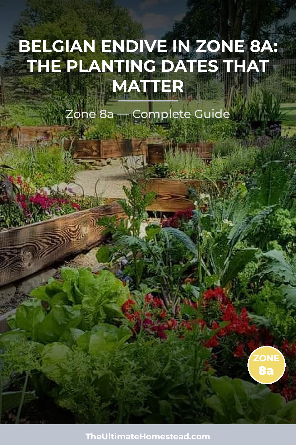 When to Plant Belgian Endive in Zone 8a