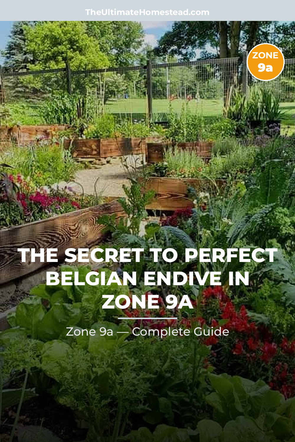 When to Plant Belgian Endive in Zone 9a