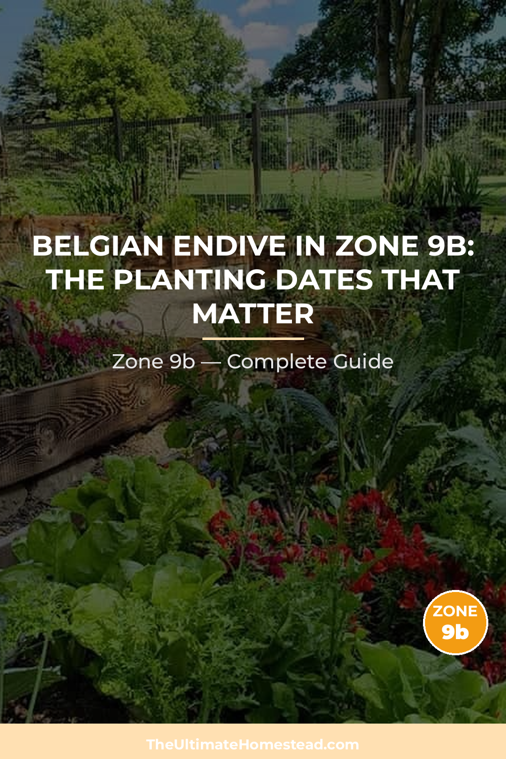 When to Plant Belgian Endive in Zone 9b