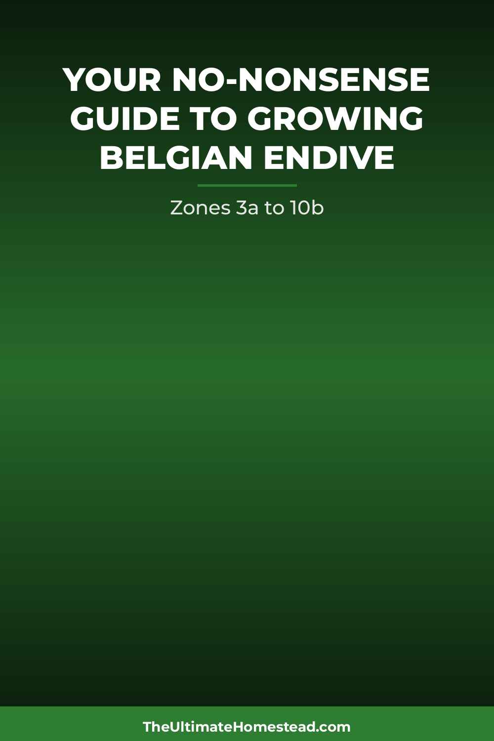 Belgian Endive Planting Guide