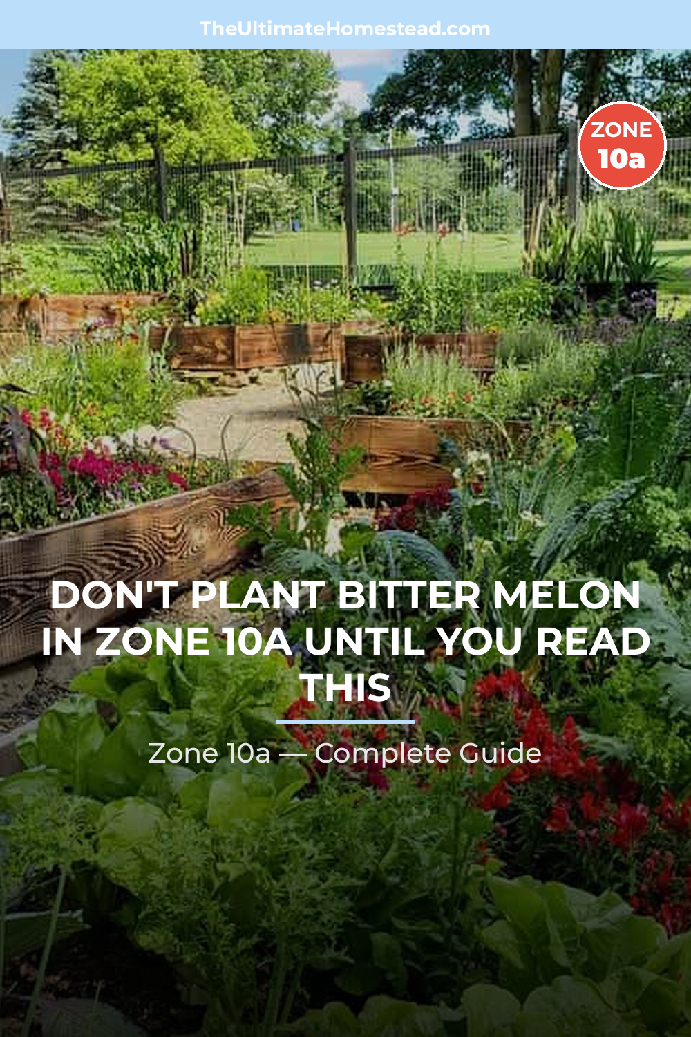 When to Plant Bitter Melon in Zone 10a