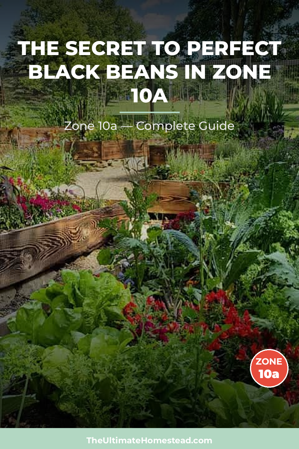 When to Plant Black Beans in Zone 10a