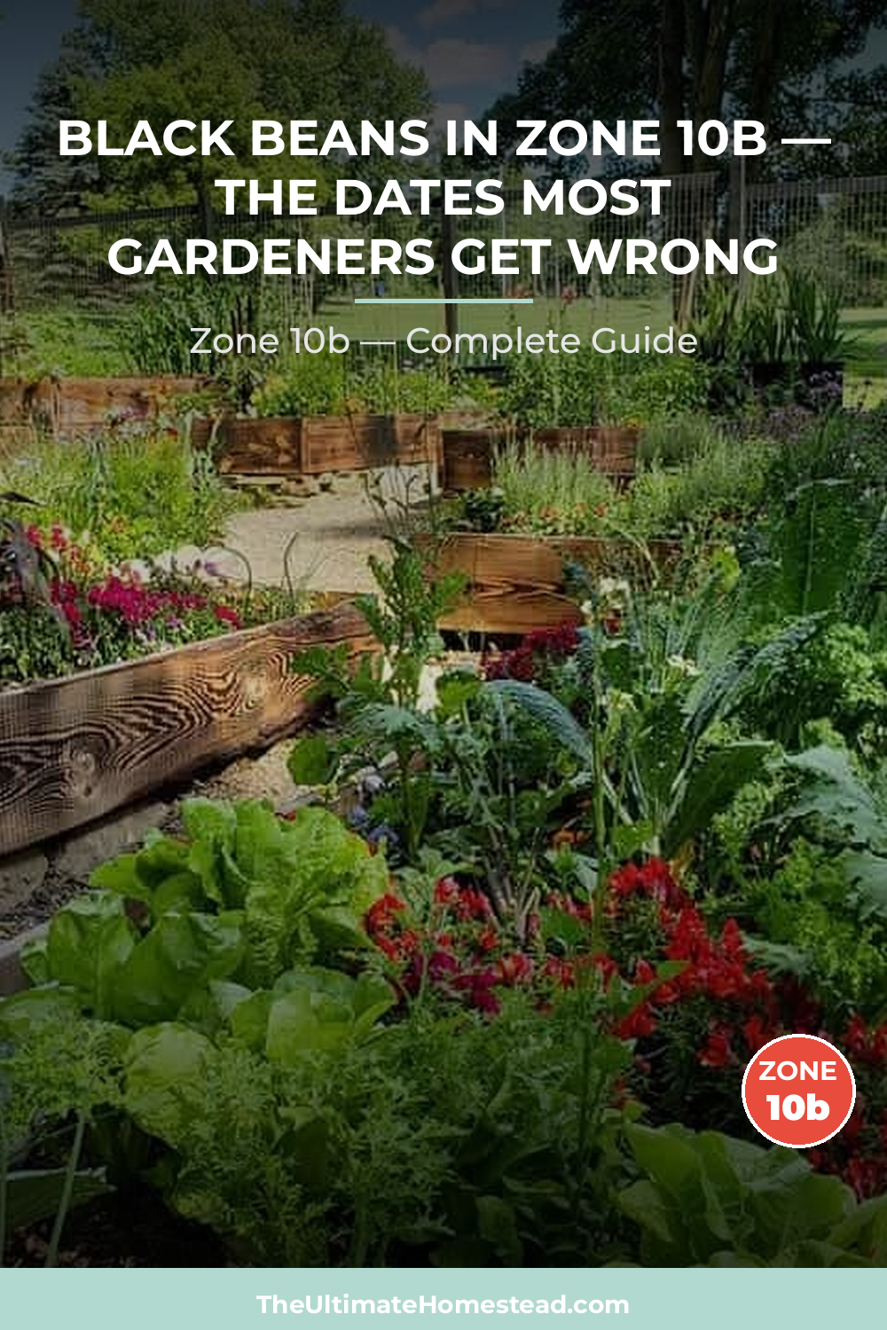 When to Plant Black Beans in Zone 10b