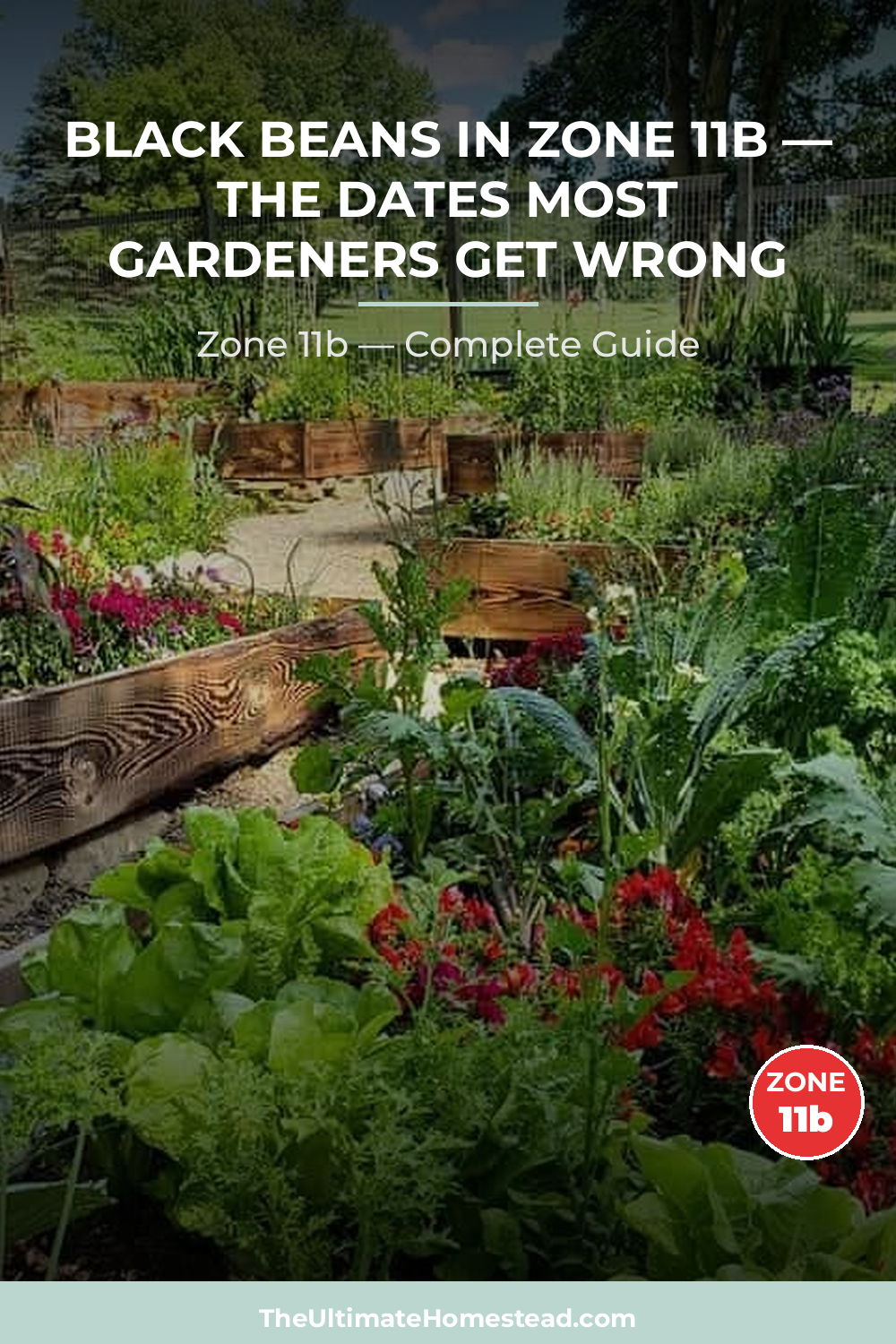 When to Plant Black Beans in Zone 11b