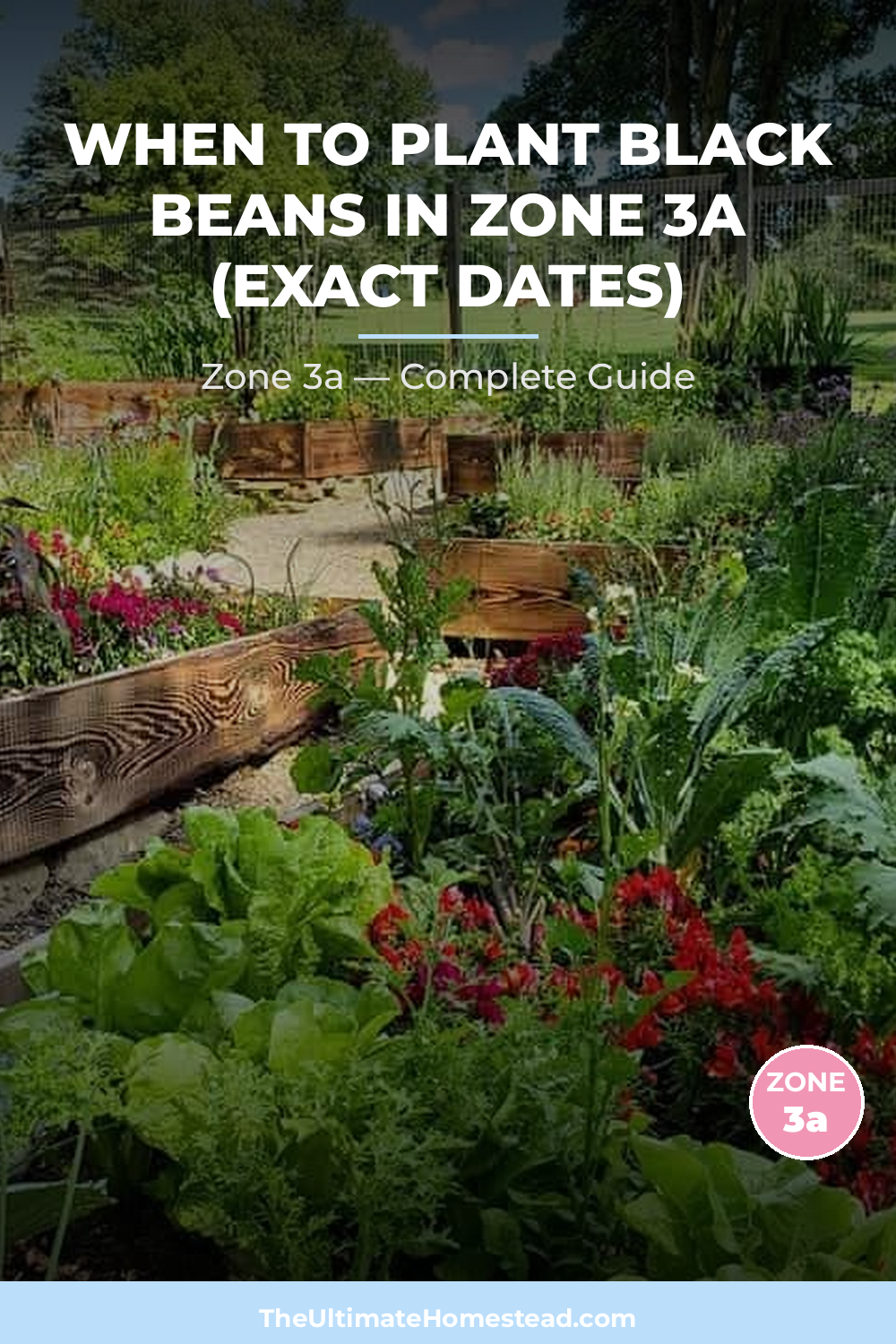 When to Plant Black Beans in Zone 3a