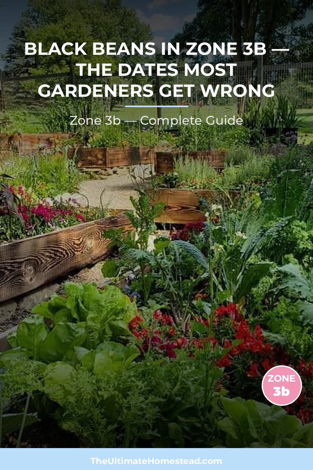 When to Plant Black Beans in Zone 3b