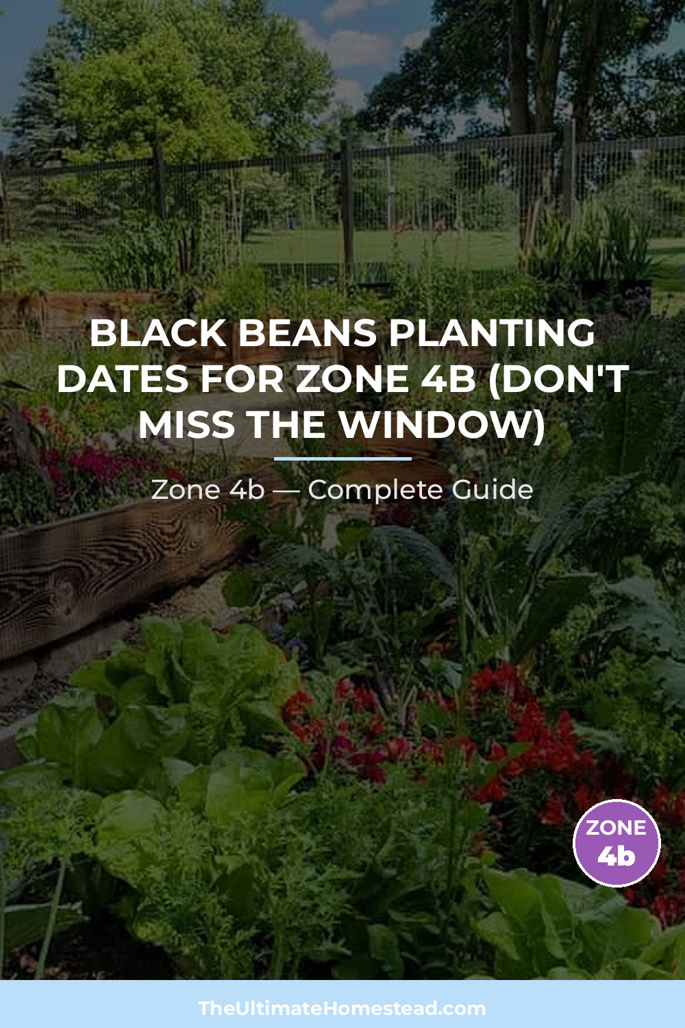 When to Plant Black Beans in Zone 4b