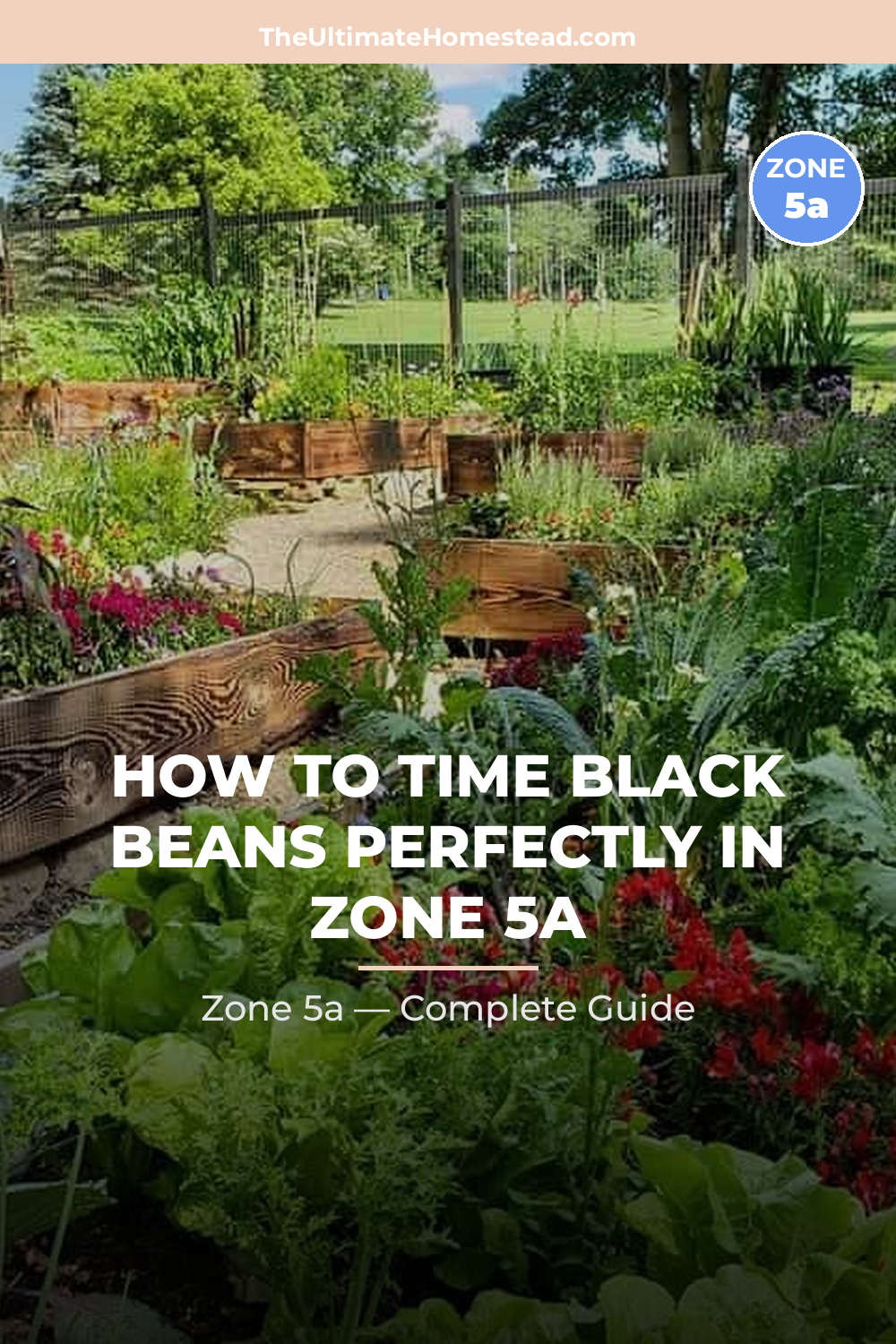 When to Plant Black Beans in Zone 5a