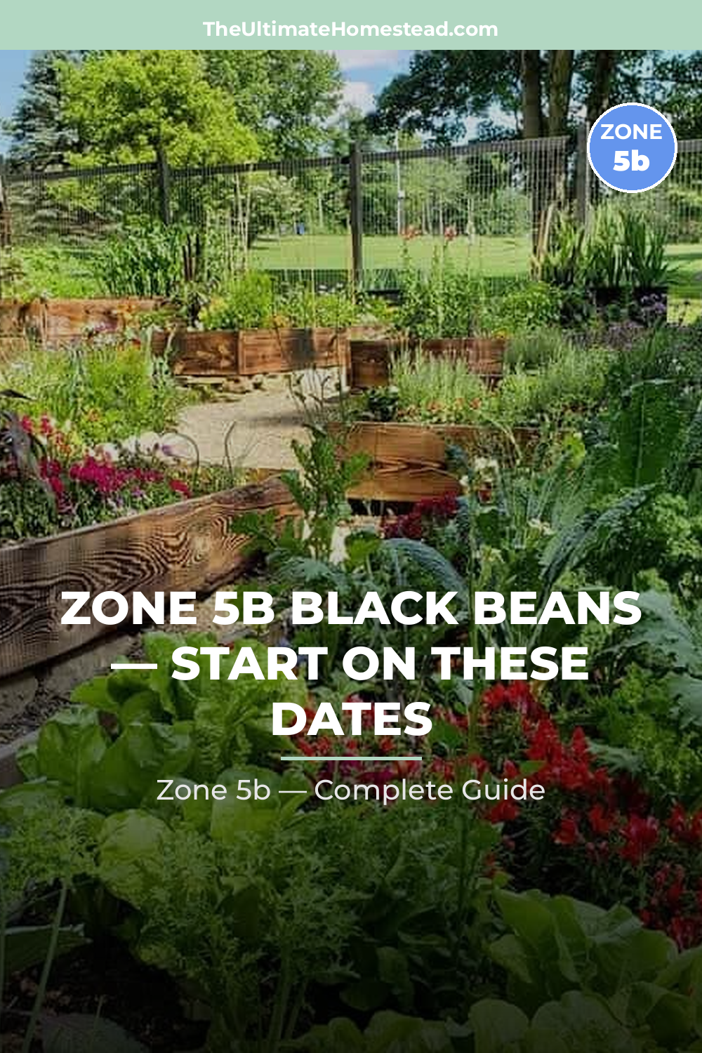 When to Plant Black Beans in Zone 5b