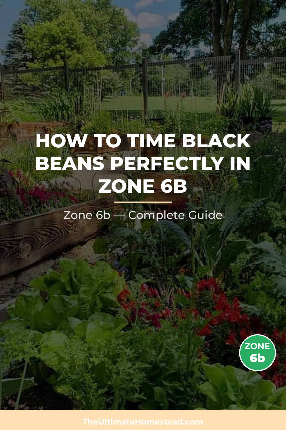When to Plant Black Beans in Zone 6b