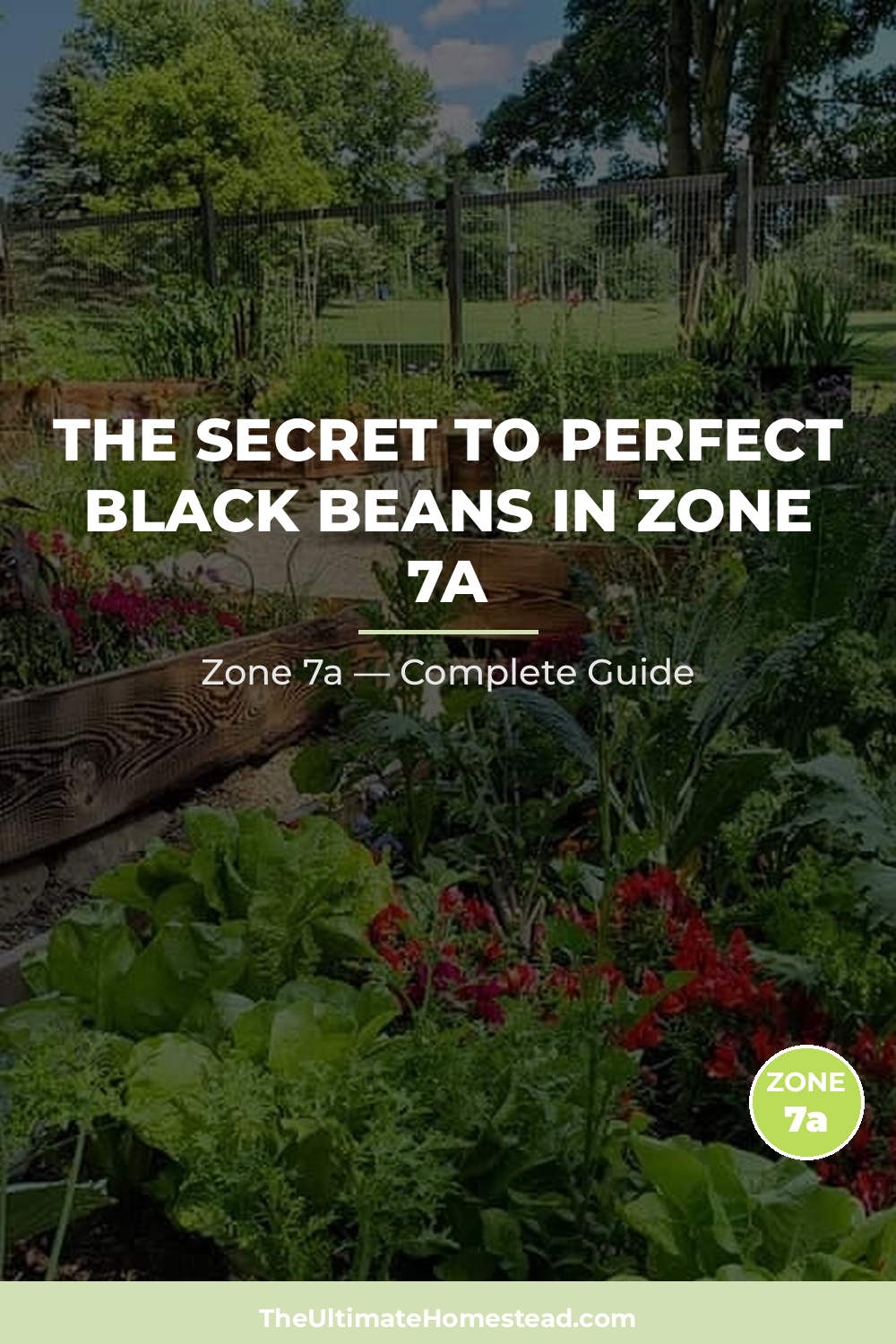 When to Plant Black Beans in Zone 7a