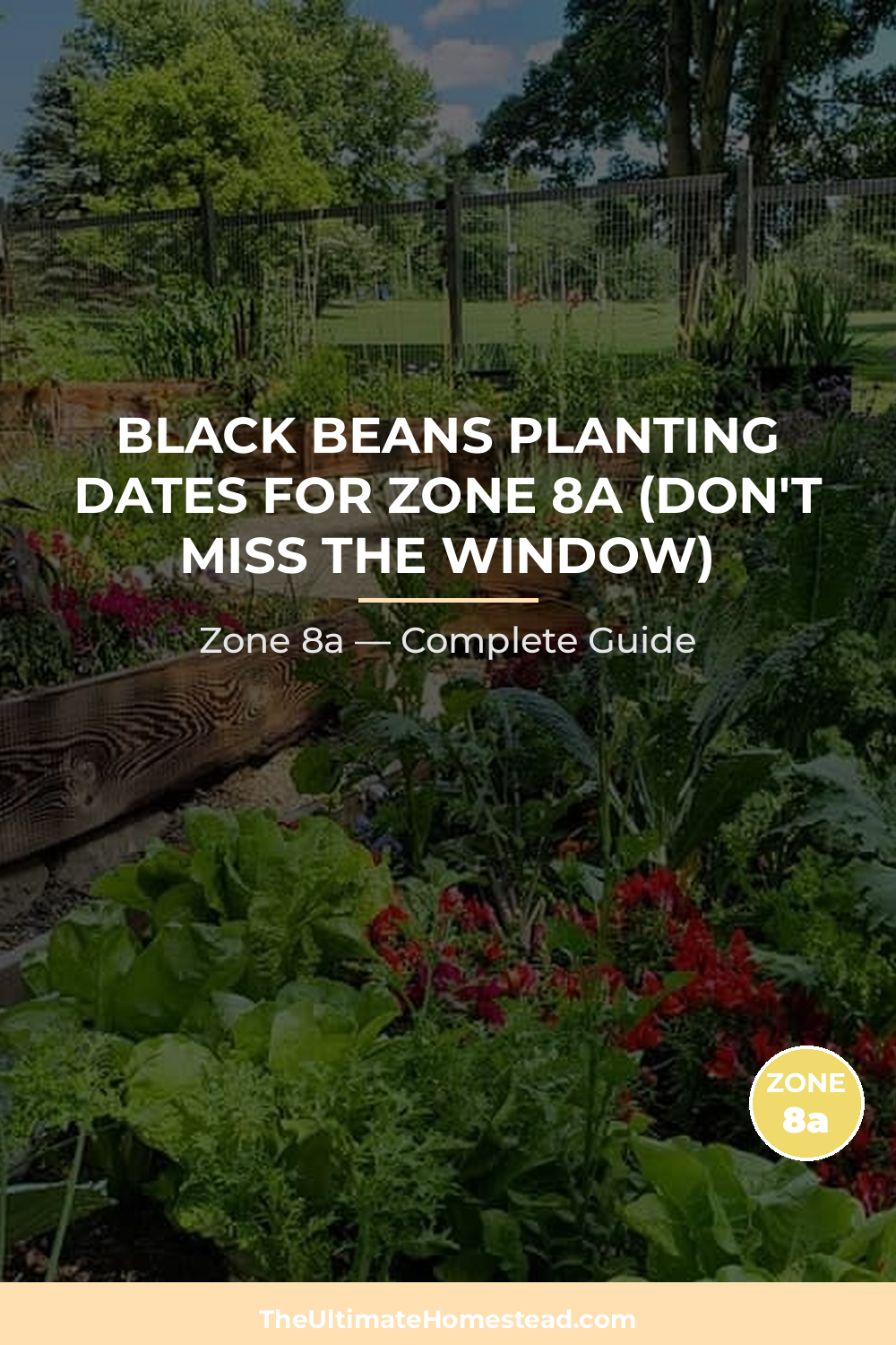 When to Plant Black Beans in Zone 8a