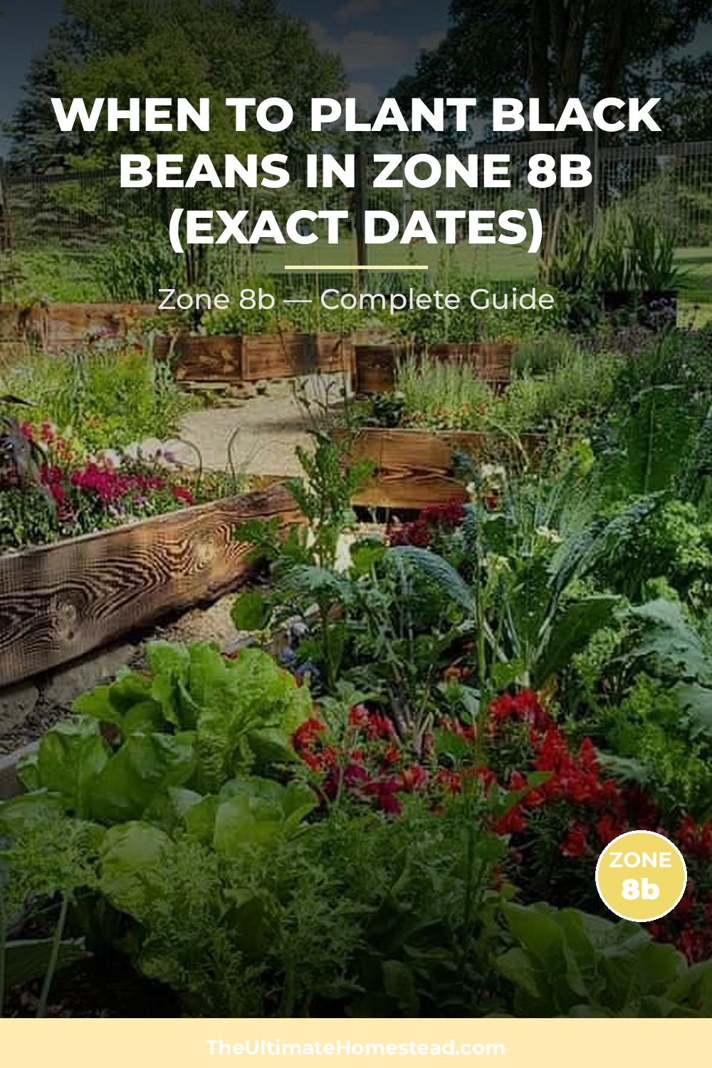 When to Plant Black Beans in Zone 8b