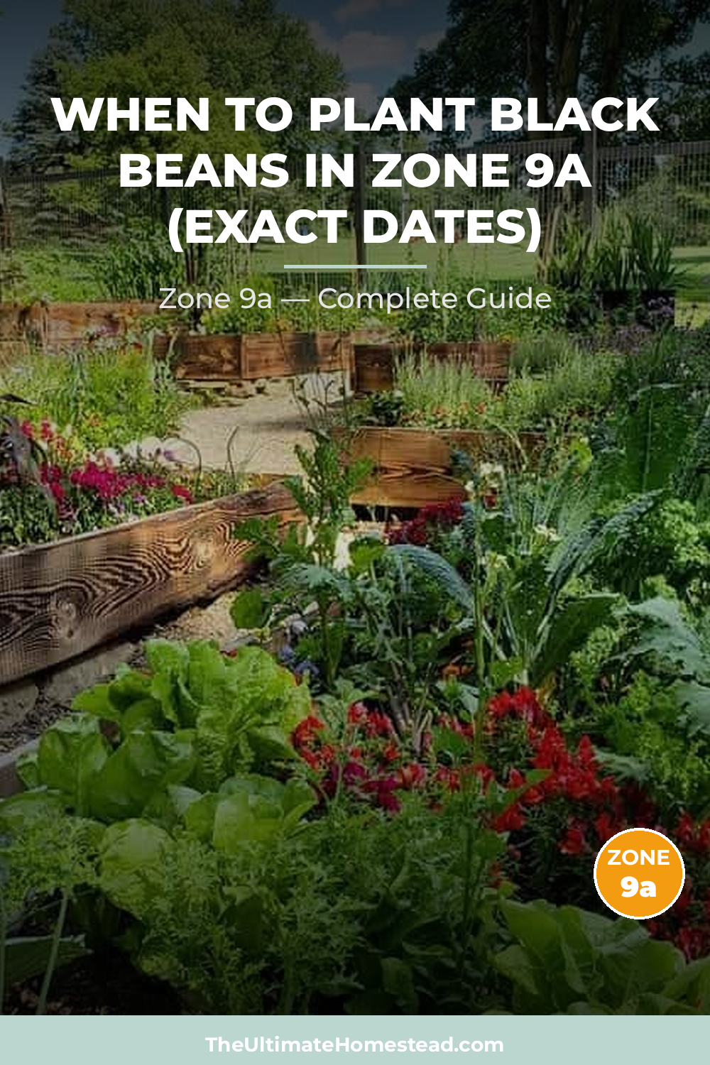 When to Plant Black Beans in Zone 9a