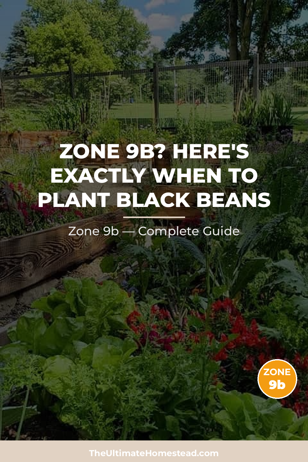 When to Plant Black Beans in Zone 9b
