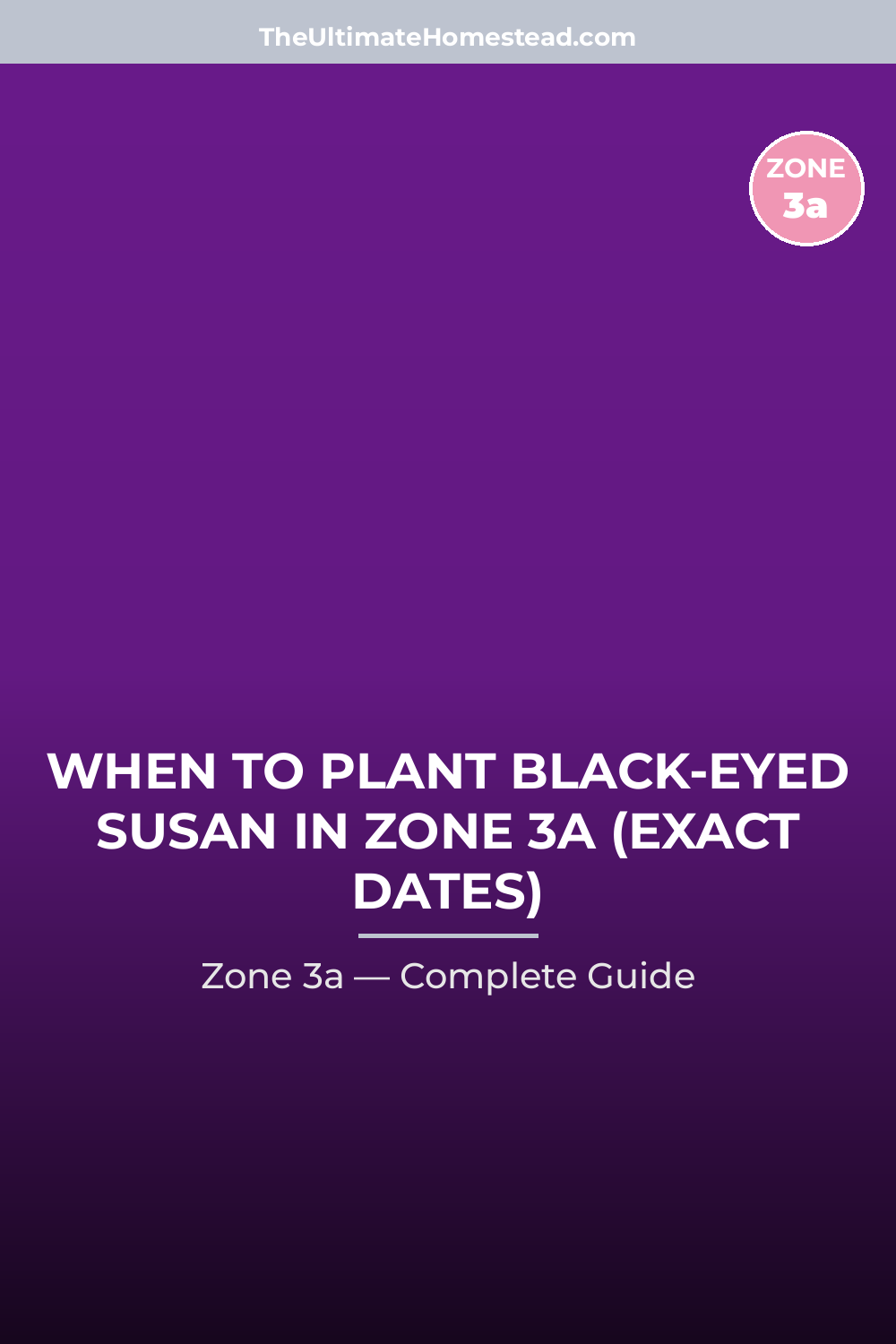 When to Plant Black-eyed Susan in Zone 3a