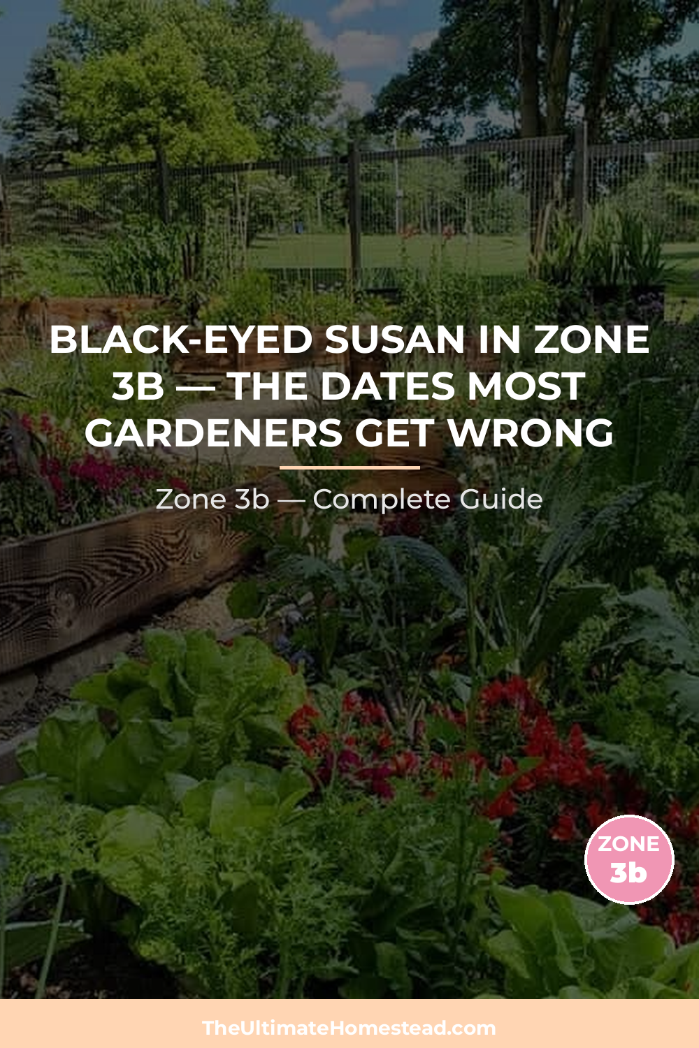 When to Plant Black-eyed Susan in Zone 3b