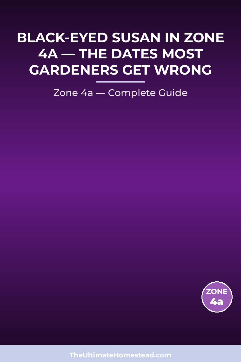 When to Plant Black-eyed Susan in Zone 4a