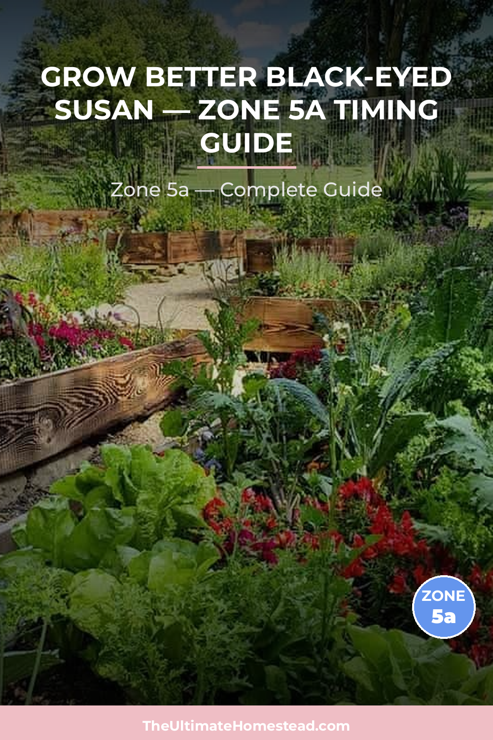 When to Plant Black-eyed Susan in Zone 5a