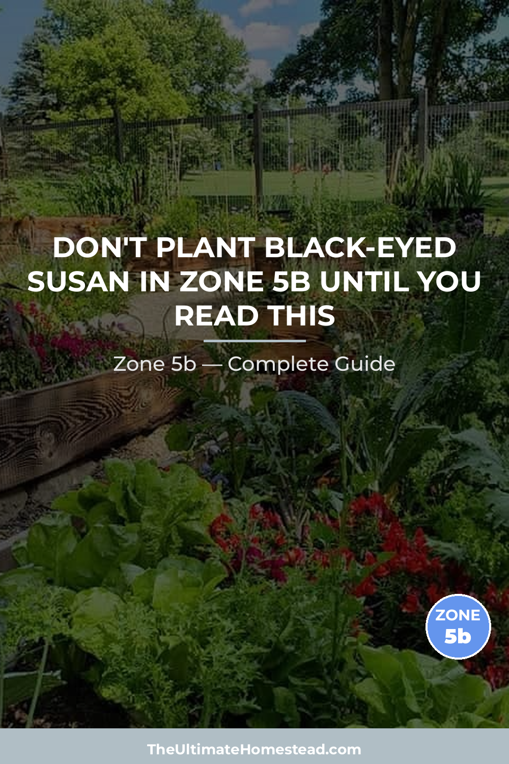 When to Plant Black-eyed Susan in Zone 5b