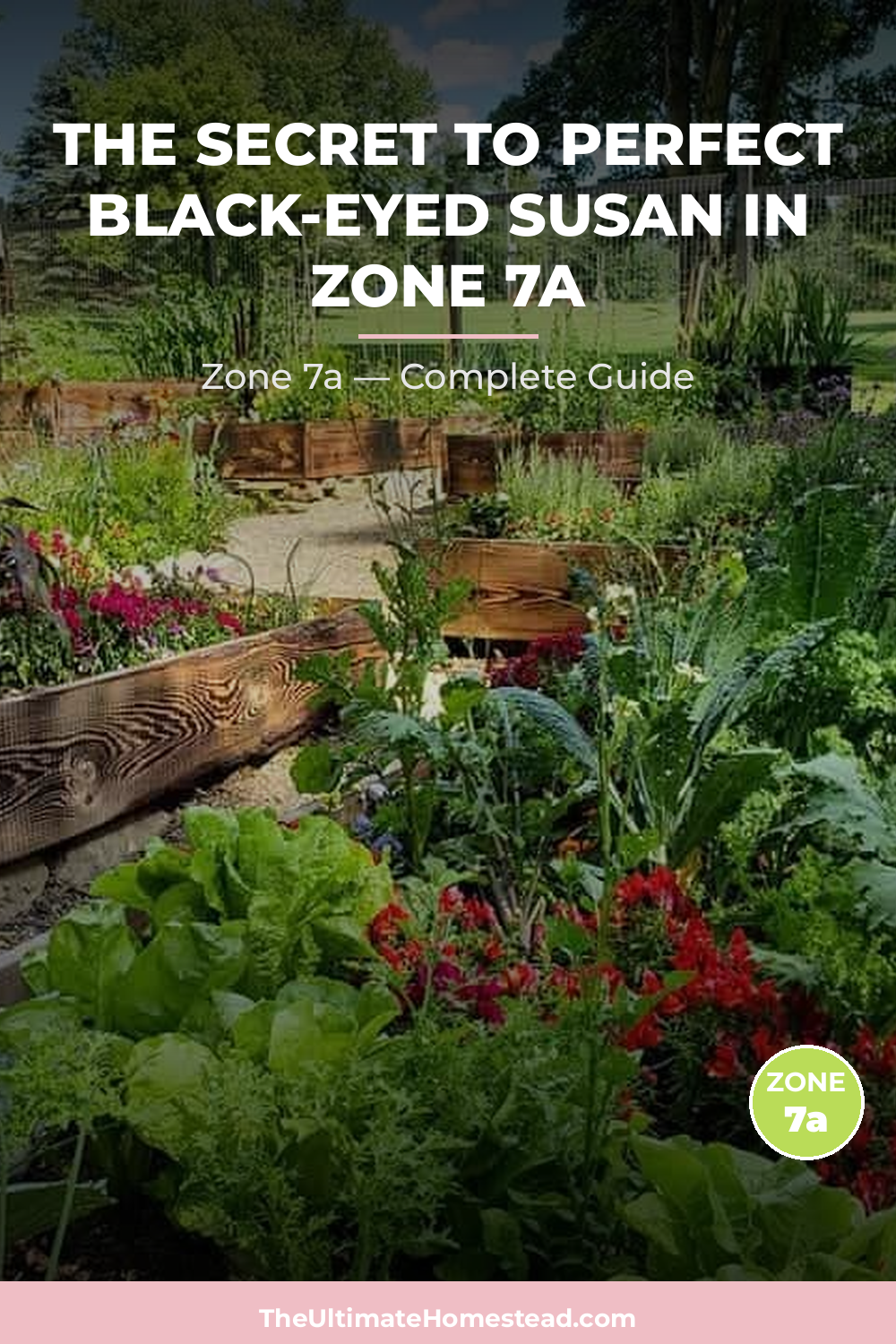When to Plant Black-eyed Susan in Zone 7a