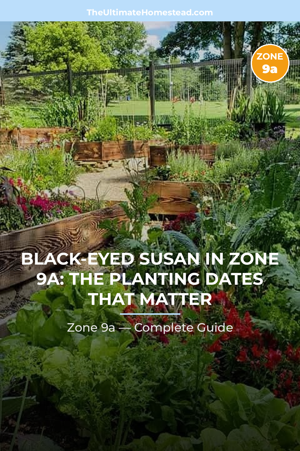 When to Plant Black-eyed Susan in Zone 9a