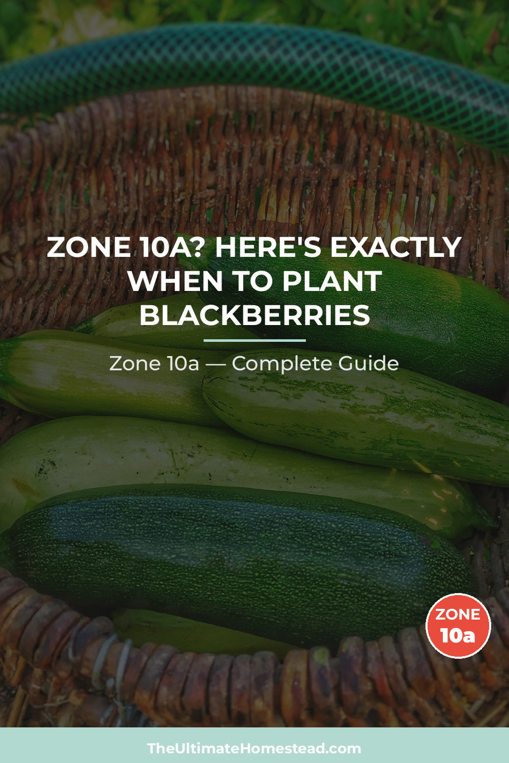 When to Plant Blackberries in Zone 10a