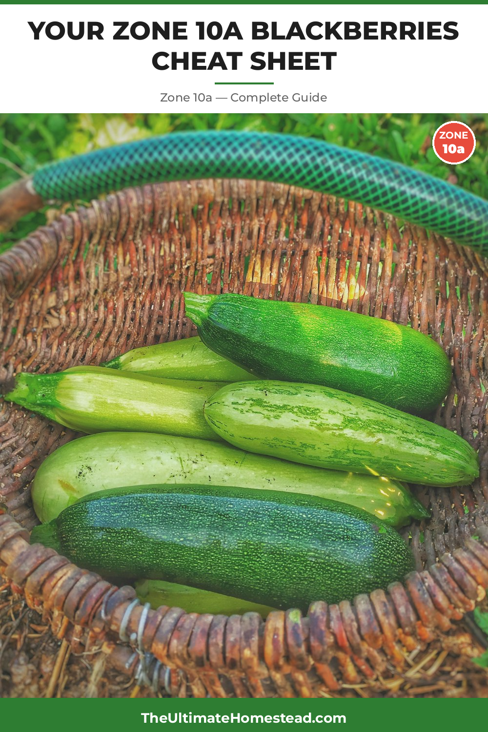 When to Plant Blackberries in Zone 10a