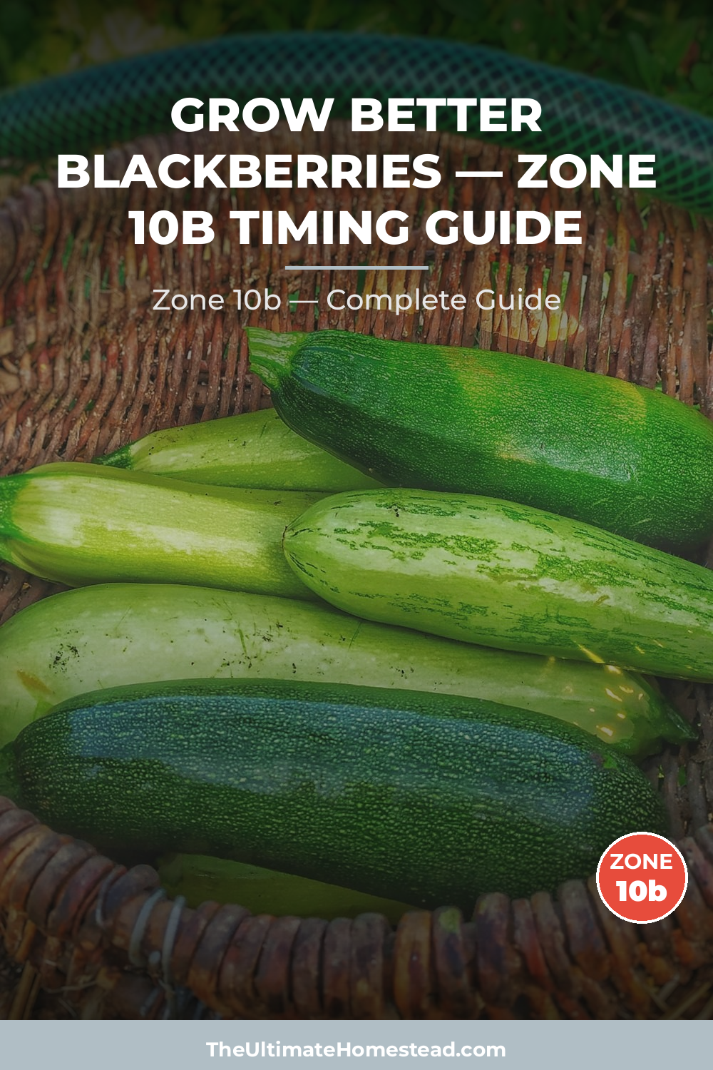 When to Plant Blackberries in Zone 10b