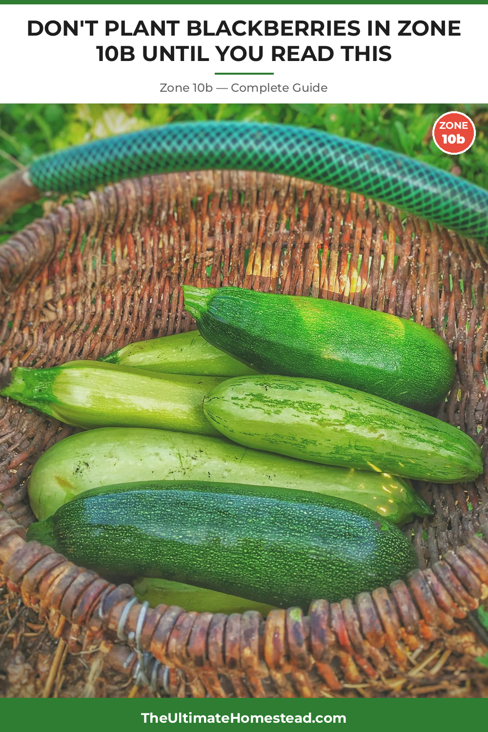 When to Plant Blackberries in Zone 10b