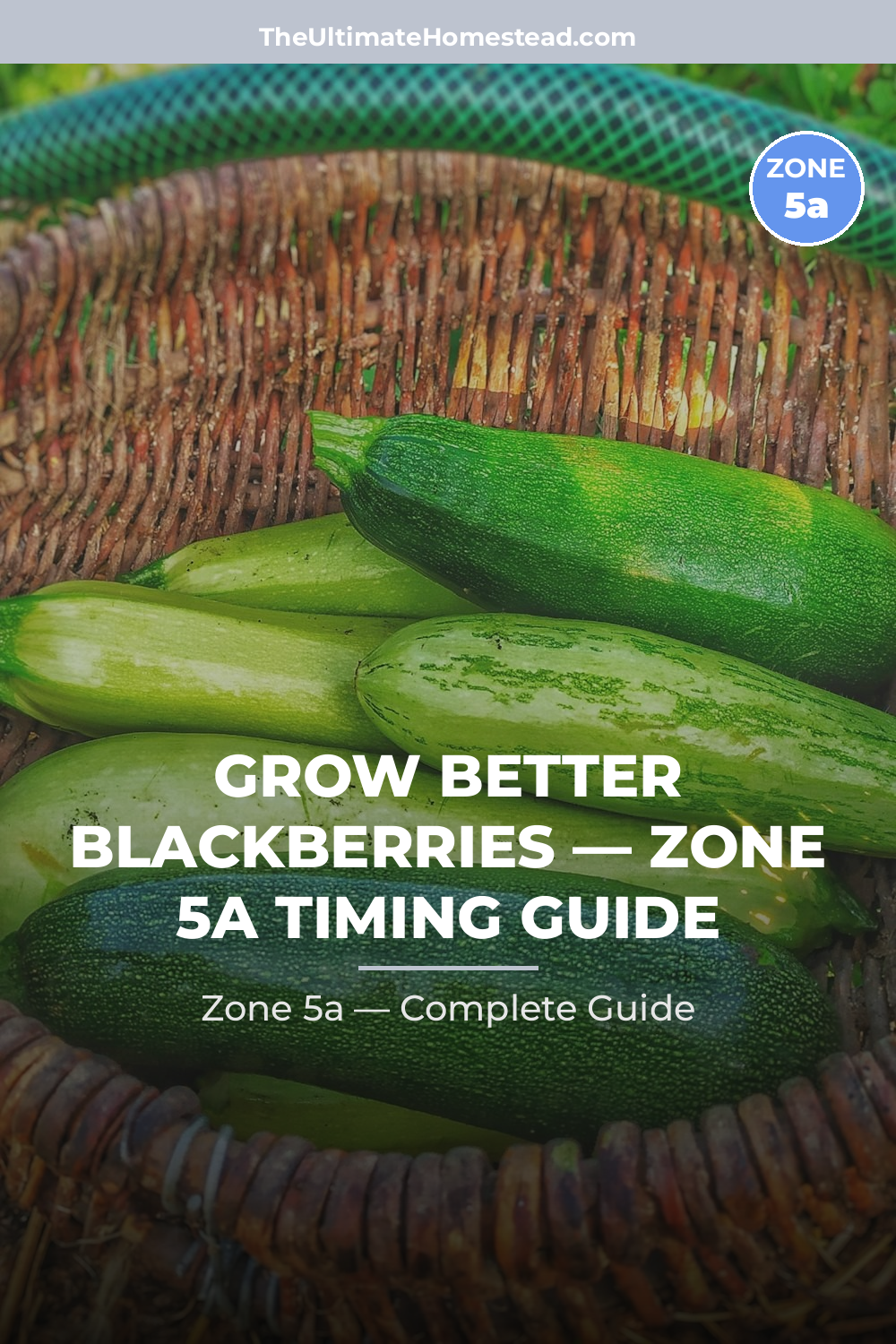 When to Plant Blackberries in Zone 5a