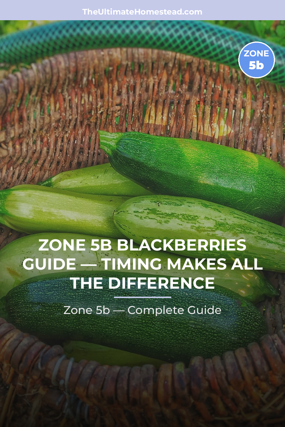 When to Plant Blackberries in Zone 5b